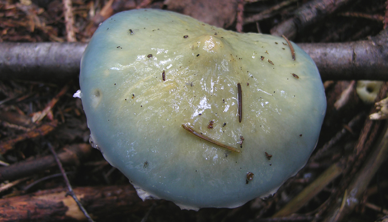 Stropharia aeruginosa